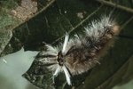 What Happens to Caterpillars in the Winter?