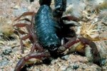 Why Do Scorpions Glow Under UV Light?