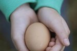 Development of Egg Inside of Chicken