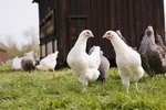 Raising Hens on the Pasture During Cold, Snowy Winters