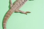 Are Misters Good for Bearded Dragons?