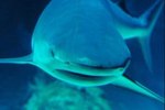 Shark Environmental Pressures