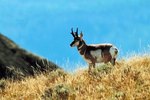 Adaptations of the Sonoran Pronghorn