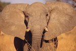 How an Elephant's Ears Help Control Its Temperature
