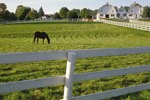 How Much Land is Legally Required for One Horse in Michigan?