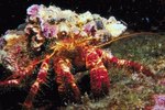 Relationship Between Hermit Crabs & Sea Anemones