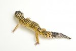 Why Leopard Geckos Turn Gray
