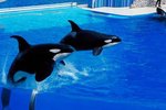 What Happens to Orca Whales in Captivity?