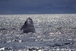 The Meaning of a Humpback Whale Breaching