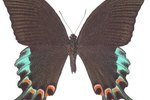 Where Does a Peacock Swallowtail Butterfly Live?