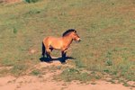 What Is the Mongolian Wild Horse's Habitat?