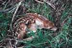 How to Help an Abandoned Fawn