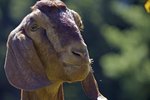 How to Care for Nubian Goats