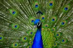 How to Care for Peacocks