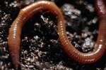 Mating Habits of Earthworms