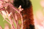 How to Keep a Black & Brown Fuzzy Caterpillar