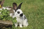 Temporary Relief of Breathing Problems in Rabbits