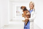 Is EMLA Safe for Dogs?