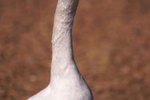 How to Raise White Chinese Geese