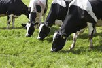 Signs & Symptoms of Overeating Disease in Cows