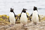 Facts on Why Penguins Can't Fly