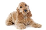 Reasons for Loss of Bladder Control in Dogs