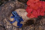 Blue Poison Frog Information