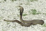 Deadly Snakes in Southern China
