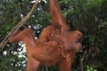 What Do Baby Orangutans Look Like?