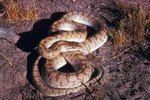What Snakes Are in Siberia?