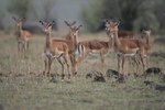 Antelope Mating Habits