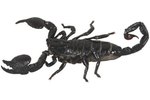 How to Take Care of a Newborn Emperor Scorpion