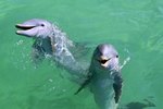 What Are the Differences Between Male and Female Bottlenose Dolphins?