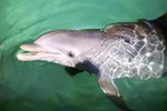 What Colors Are Bottlenose Dolphins?