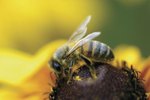 What Bugs Eat Pollen?
