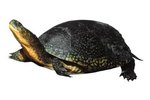 Common Diseases of Aquatic Turtles