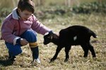 Goat Vaccination & Deworming