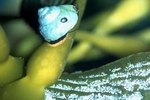 The Best Snails for Freshwater Algae Control
