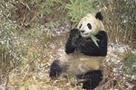 How Do Giant Pandas Get Their Food?
