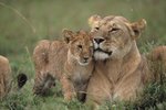 When Do Lion Cubs Start Walking?