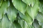 Are Hostas Poisonous to Dogs?