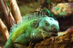 A List of Lizards With Spiked Backs