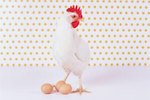 What Kinds of Chickens Are Brooders?