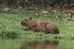 Animals That Look Like Large Guinea Pigs