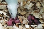 Signs That a Female Rat Is Pregnant