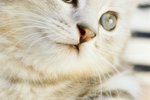 How to Clean Your Cat's Gummed Up Eyes