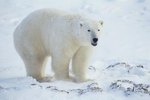 White Fur Bearing Animals in Alaska