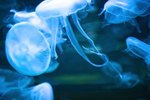 What Marine Life Eats Jellyfish?