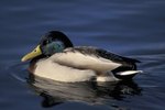 When Does a Male Mallard Get Its Colored Feathers?