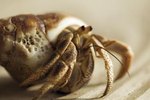 What to Do if a Hermit Crab Molts & Has Mites in His Cage